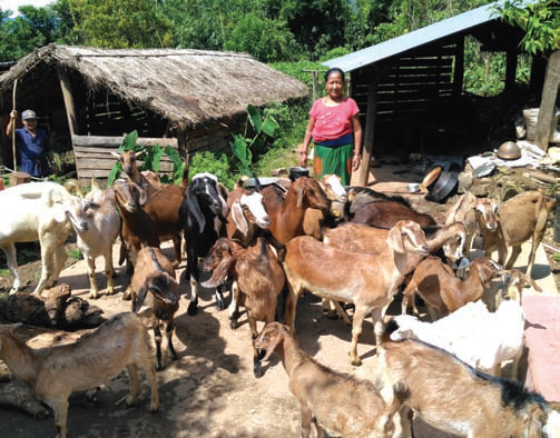 Ms. Nanda Kumari Gurung from Baisegoura Women Group promoted by Duipiple branch of Lamjung district in her goat raising business
