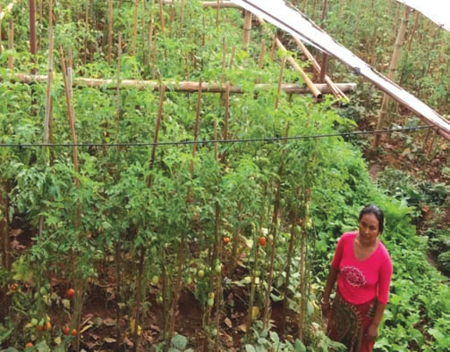 Ms. Nandakala Darlami from Bakemdanda Women SRG promoted by Johang branch of Gulmi district in her vegetable farm.