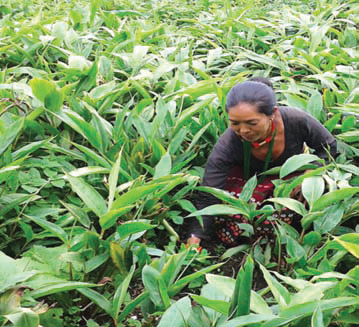 Ms. Asali Tamang from Jayanalu Women SRG promoted by Namdu branch of Dolakha district weeding cardamom in her farm.