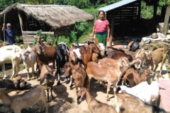 Ms. Nanda Kumari Gurung from Baisegoura Women Group promoted by Duipiple branch of Lamjung district in her goat raising business