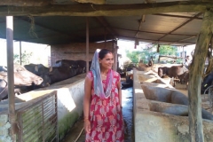 Ms. Chanda Lamichhane from Swatantra Women SRG promoted by Kohalpur branch of Banke district in her buffalo shed.