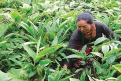 Ms. Asali Tamang from Jayanalu Women SRG promoted by Namdu branch of Dolakha district weeding cardamom in her farm.